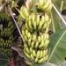 Banány trs