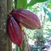 Kakaovník